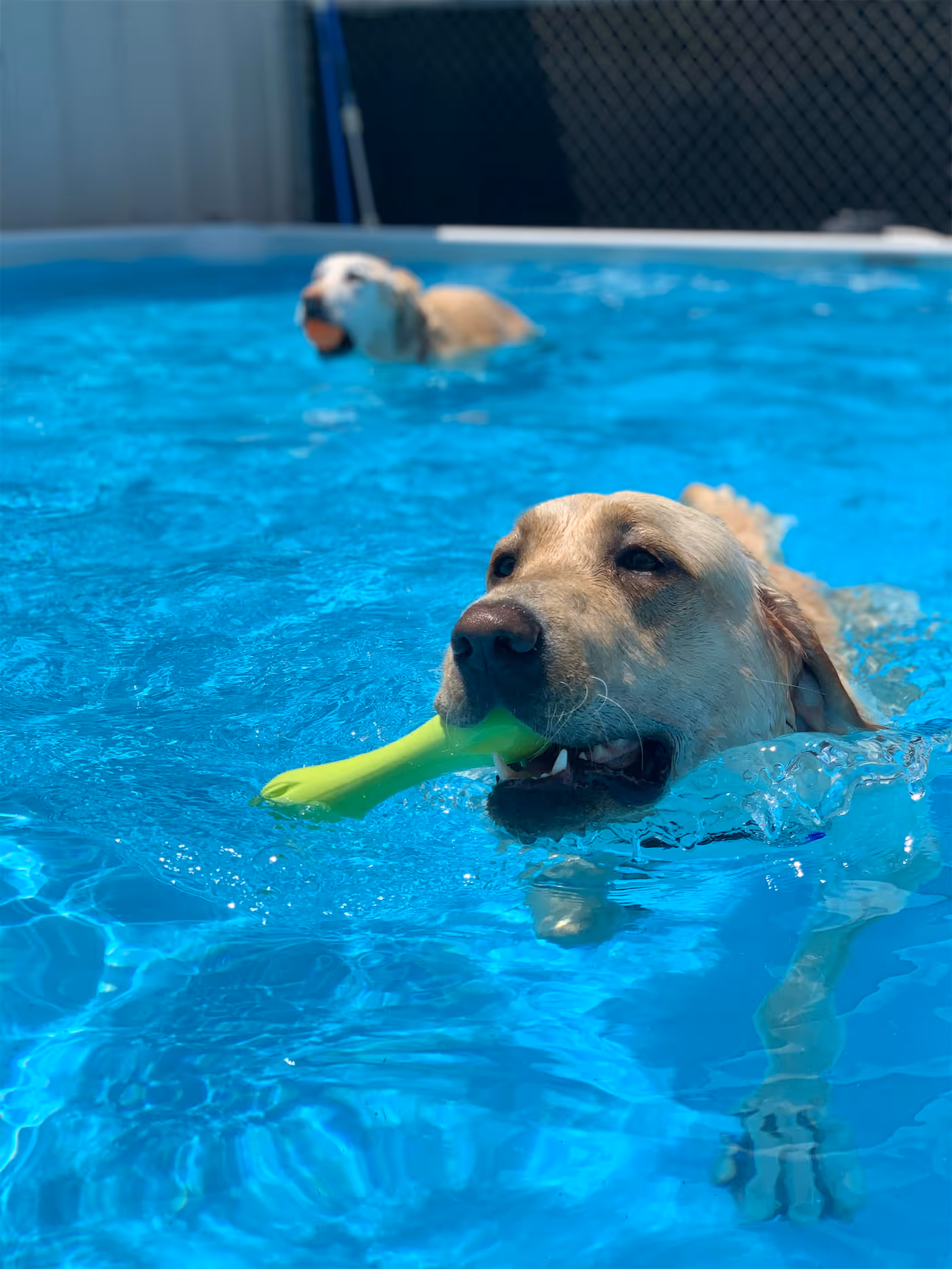 Cage Free Boarding - Pool time
