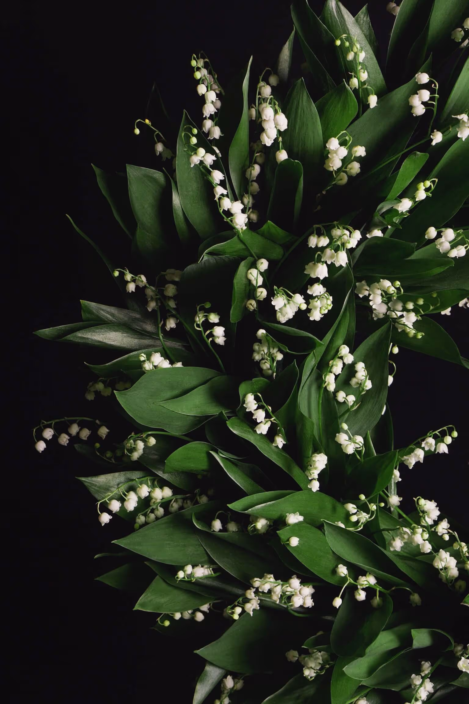 Krans - Begravningar