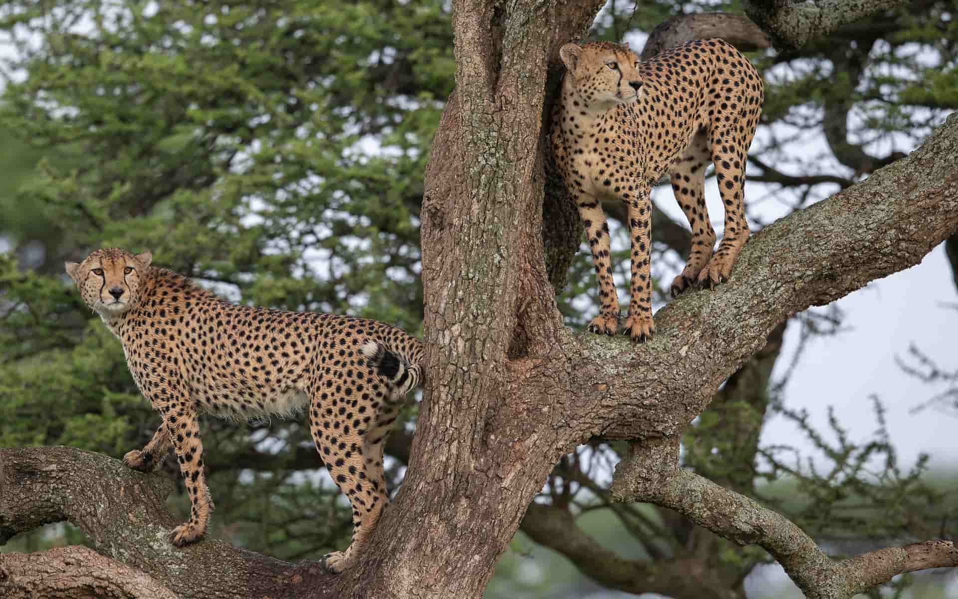 Two cheetahs in Tanzania