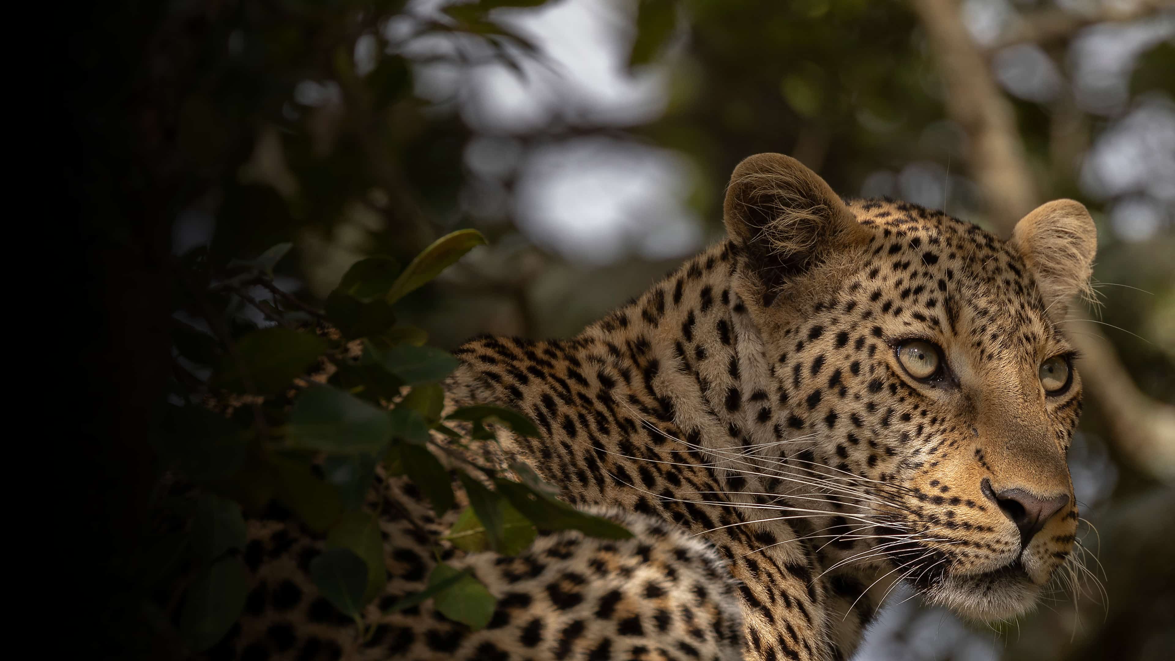 A leopard waits in a tree