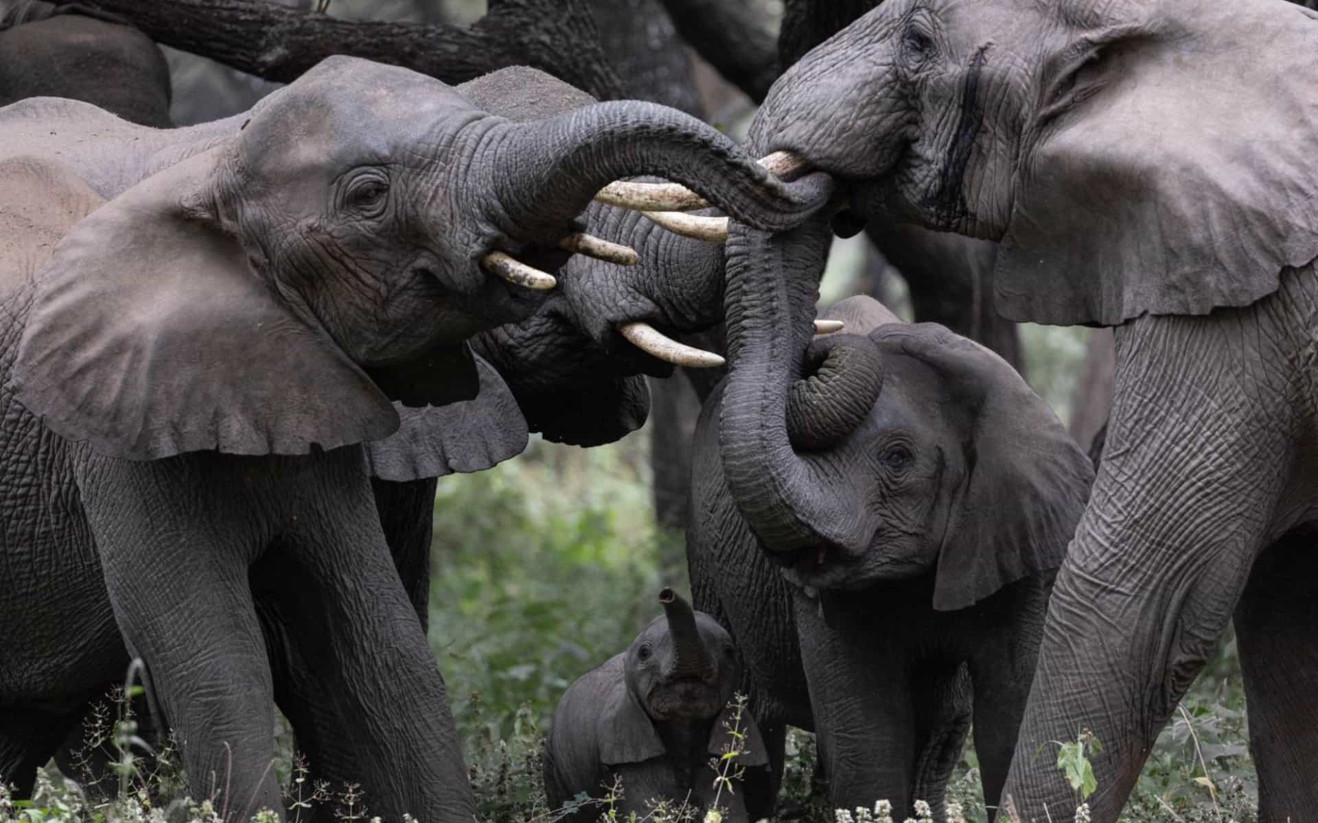 Herd of elephants in Tanzania