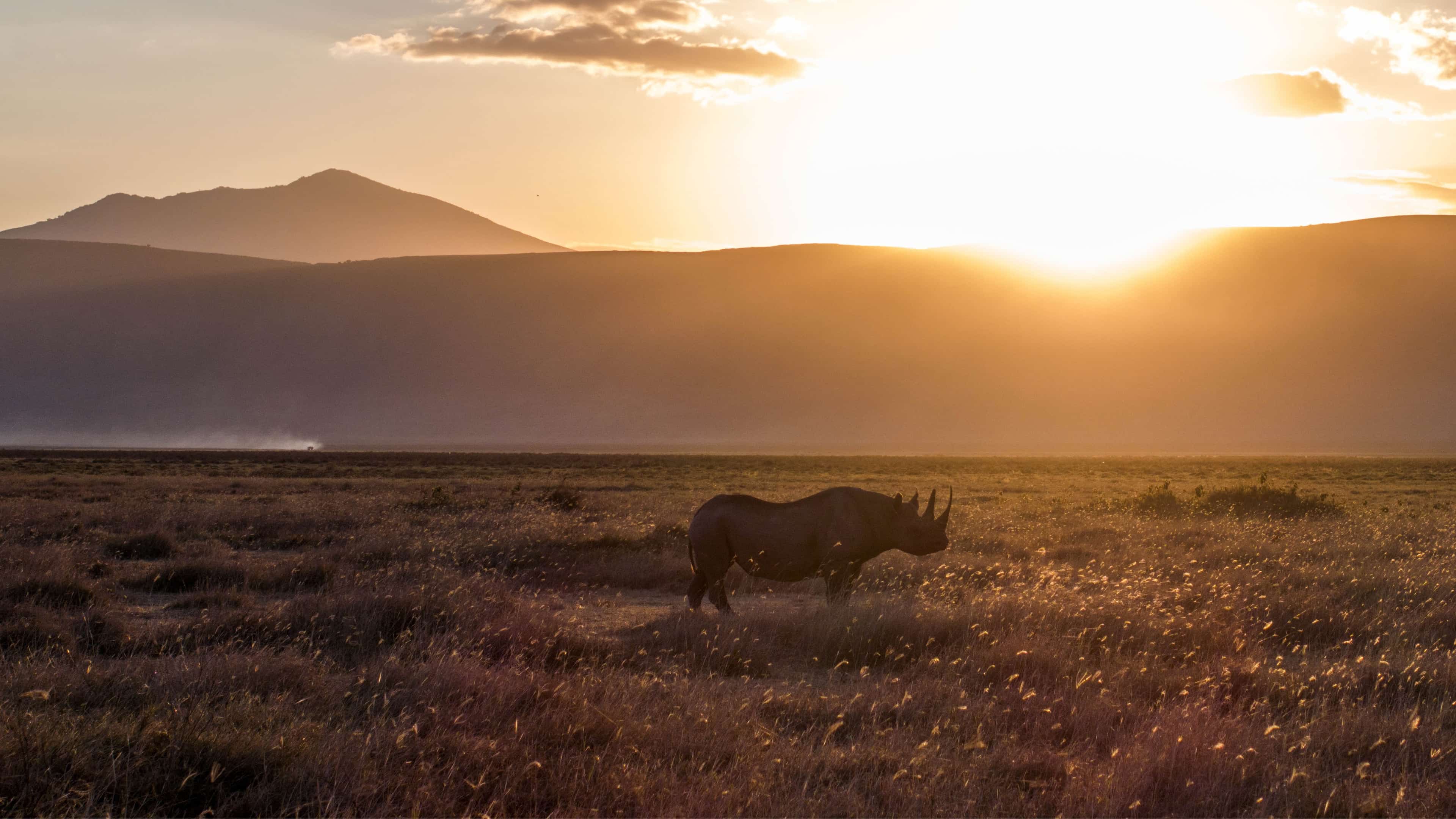 A lone rhino in the Ngorongoro Crater