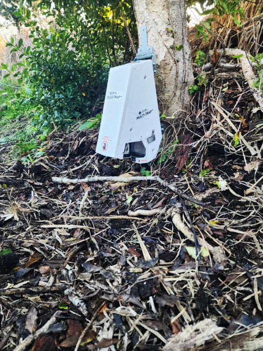 Trap setup on a tree