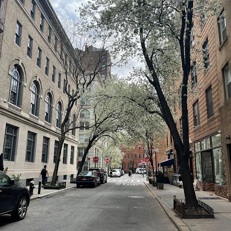 New York City street lined with trees in bloom