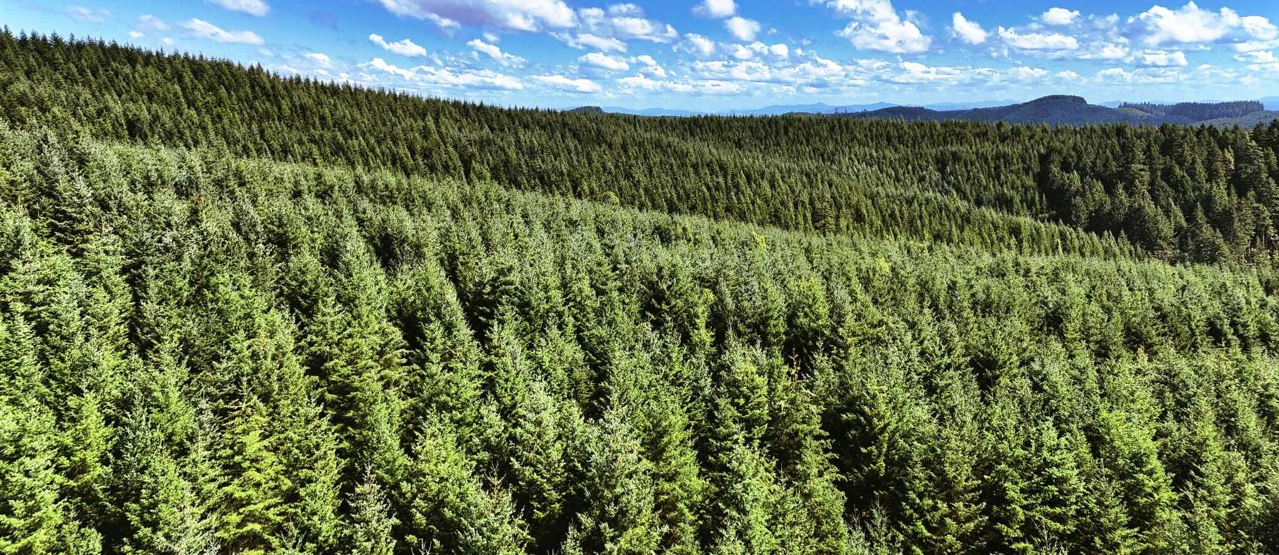 Conifer forest seen from above