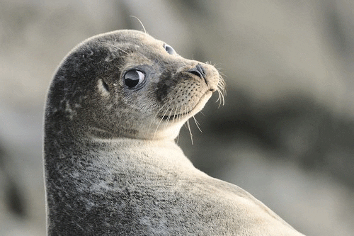 picture of a seal