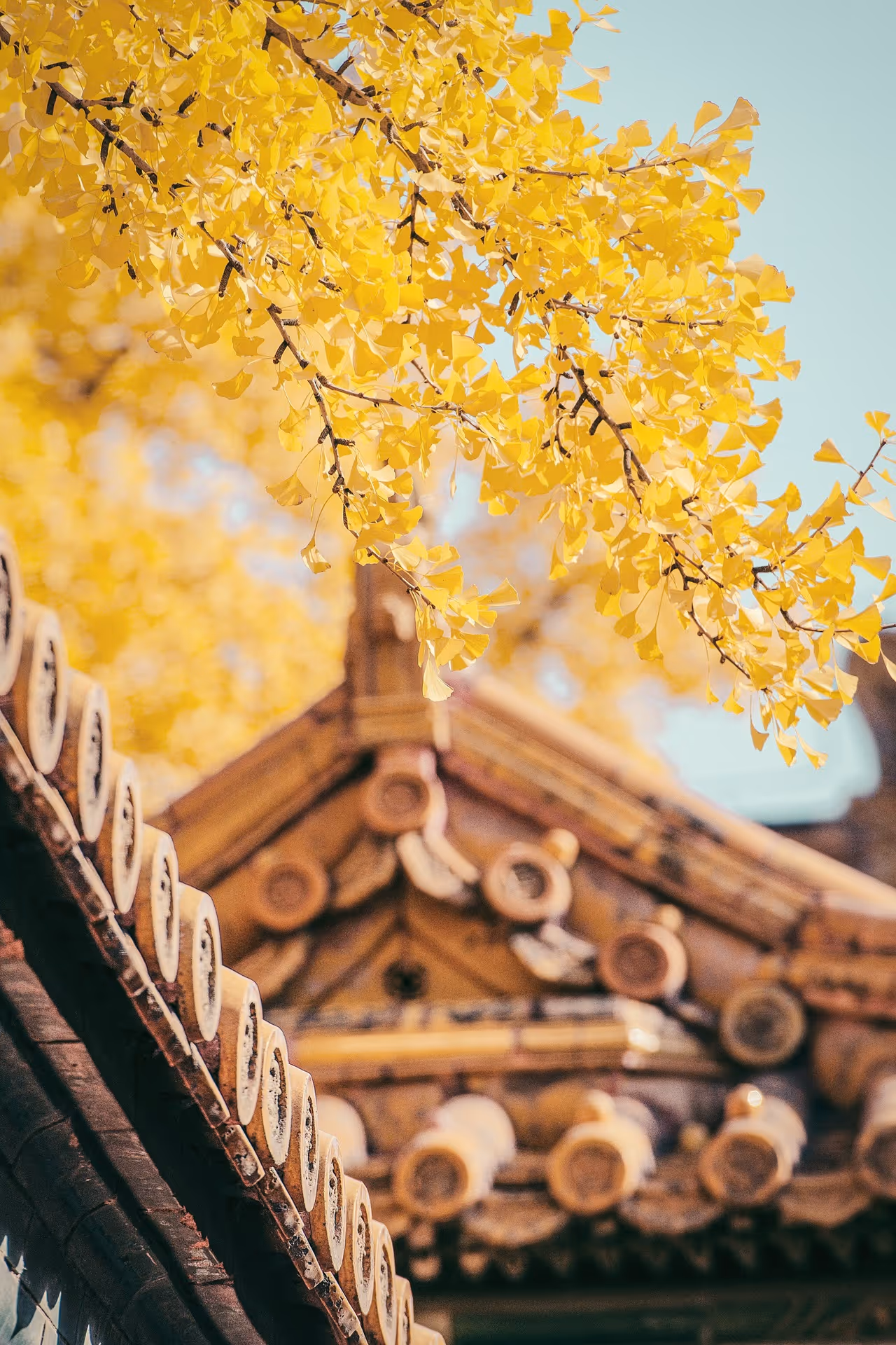 Oriental temple with overhanging boughs of a tree with golden foliage