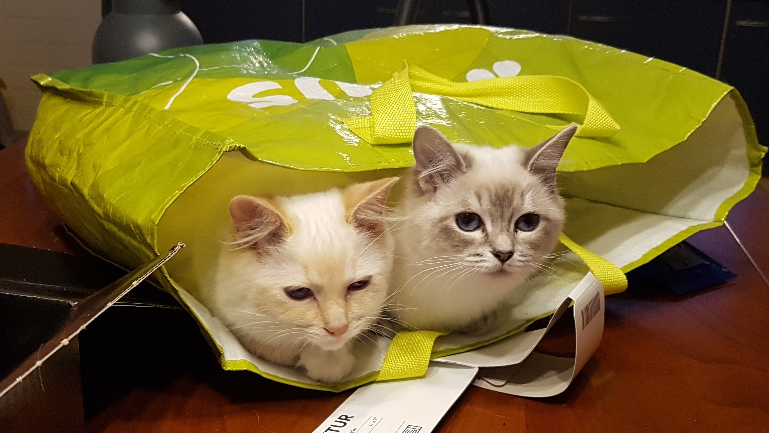 Loki en Amber in de tas