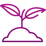 A seed / sproot 
