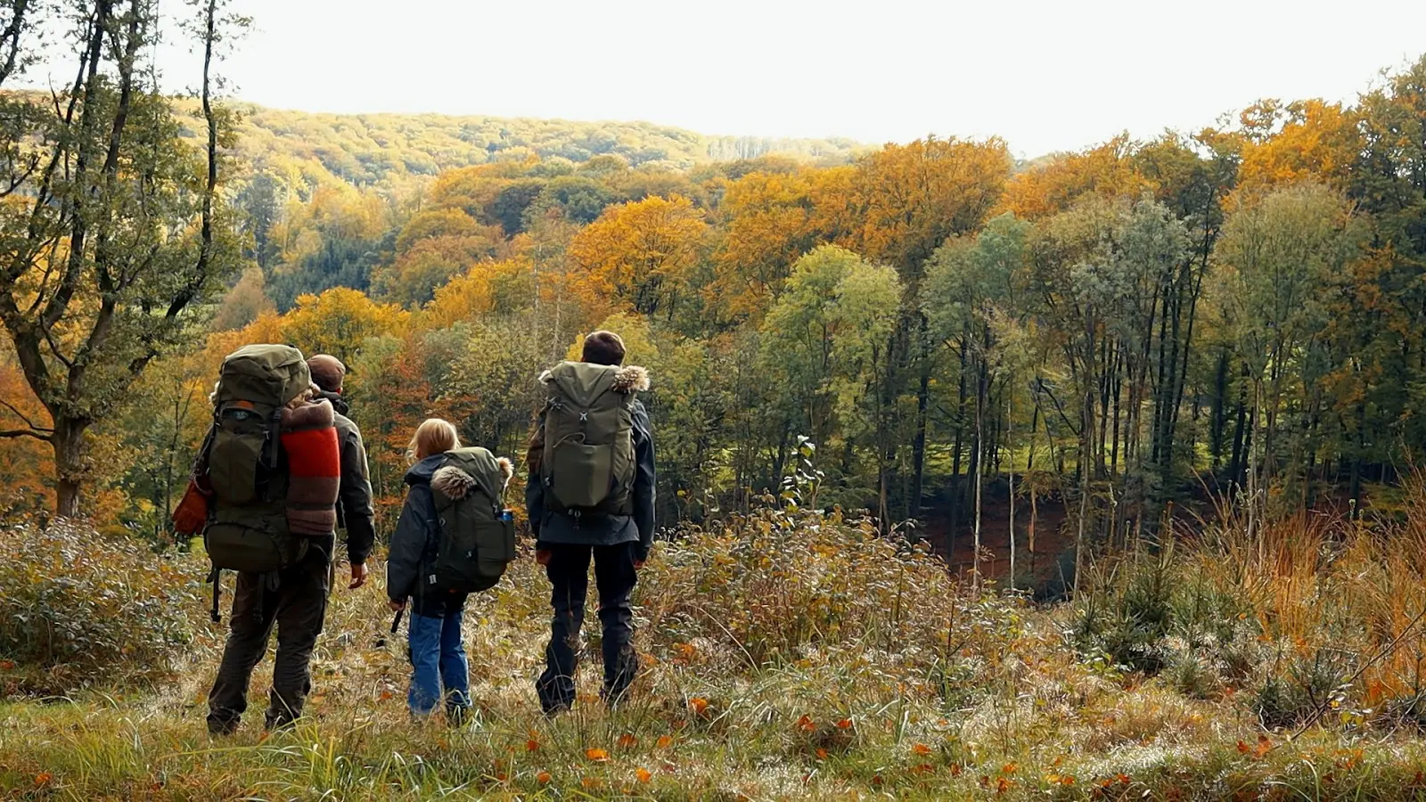 Drei Personen mit Rucksäcken schauen auf einen Wald