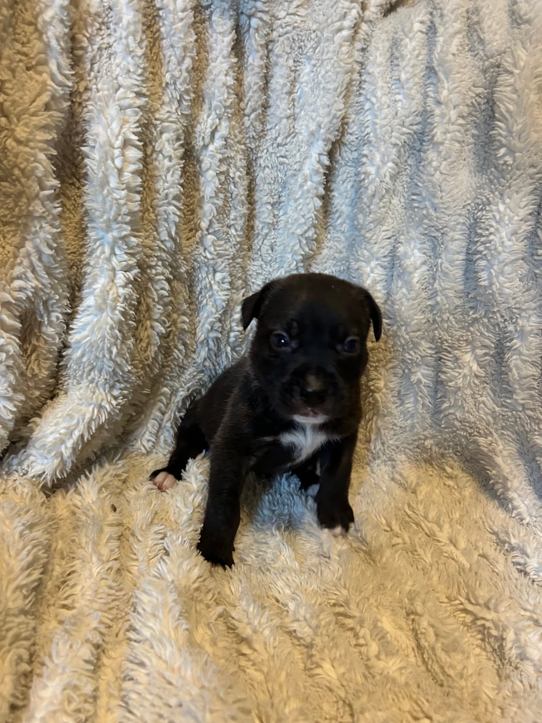Roo