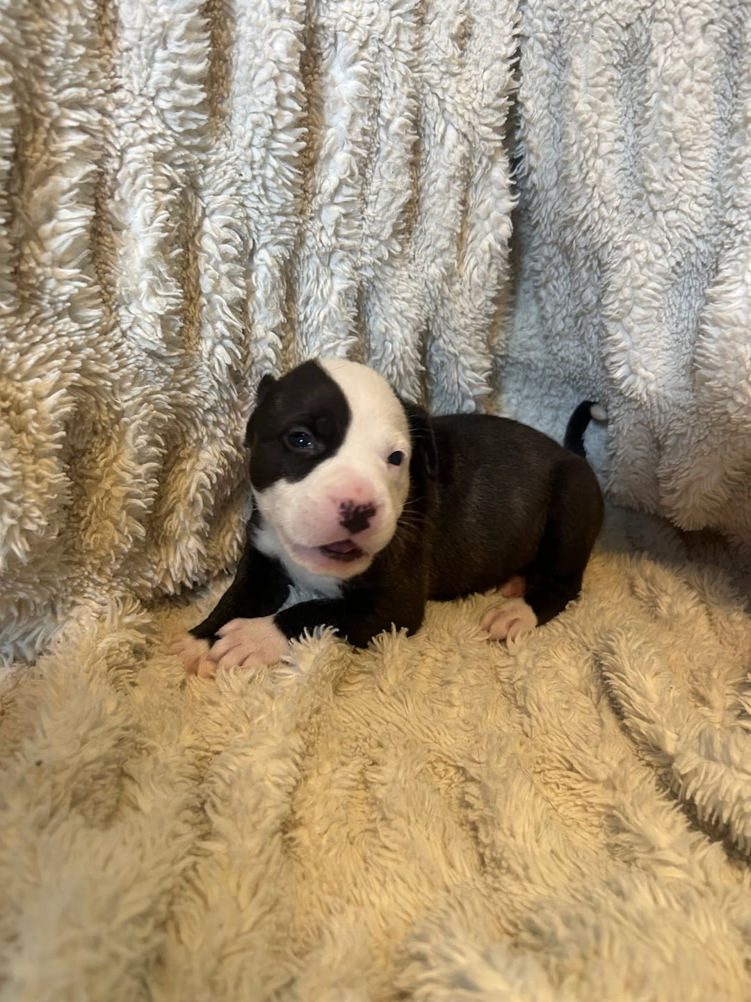 Nala