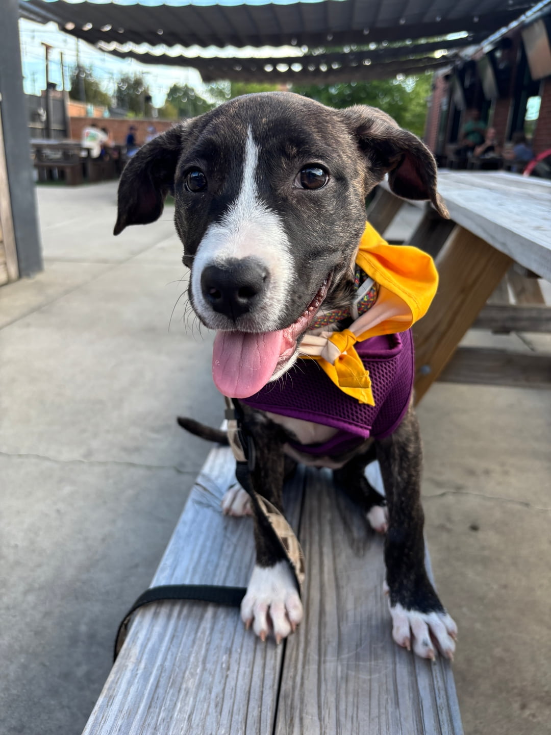 Cute dog with Flowers