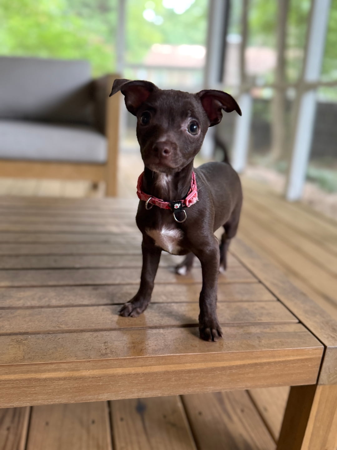 Cute dog with Flowers