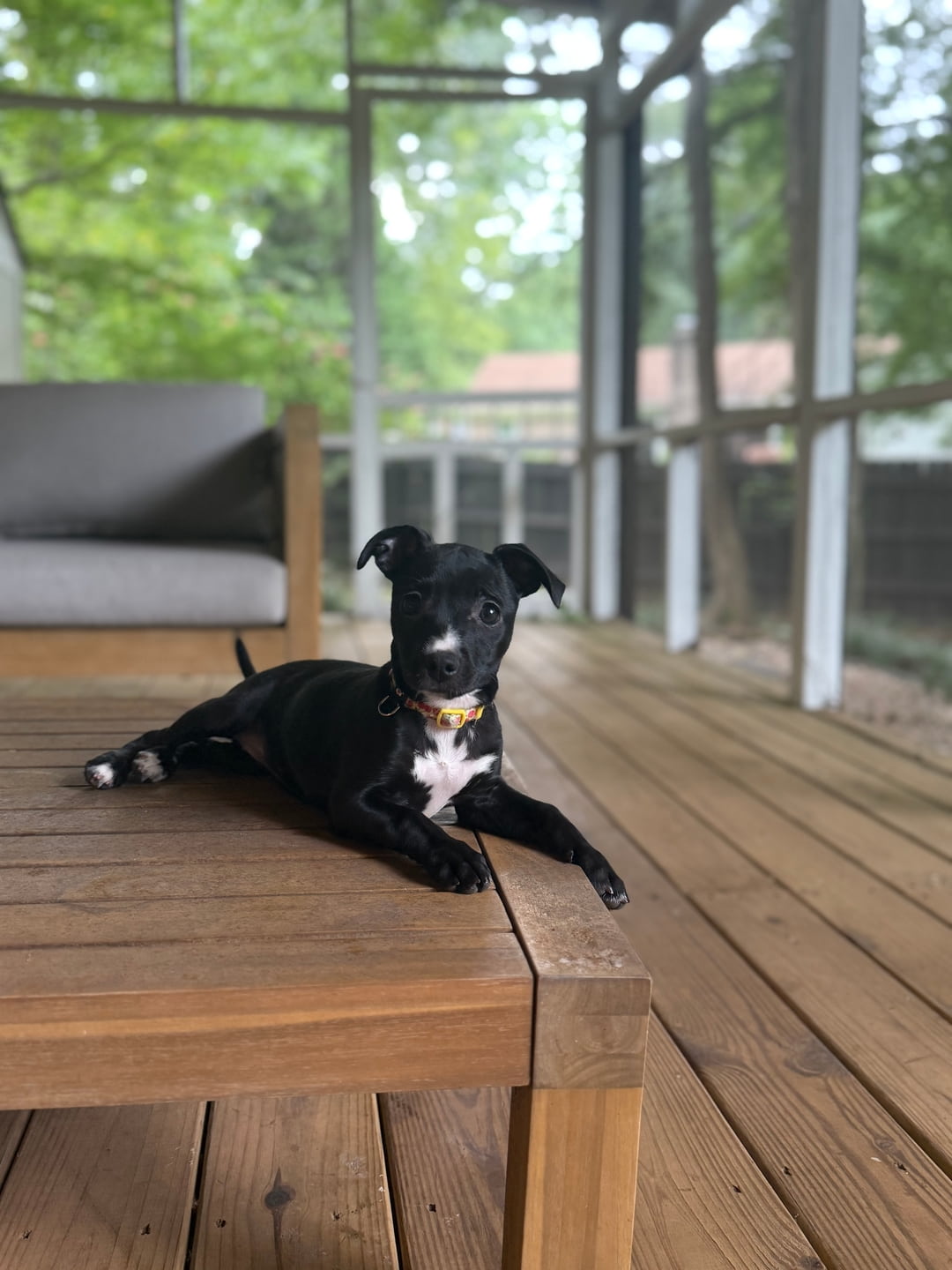 Cute dog with Flowers