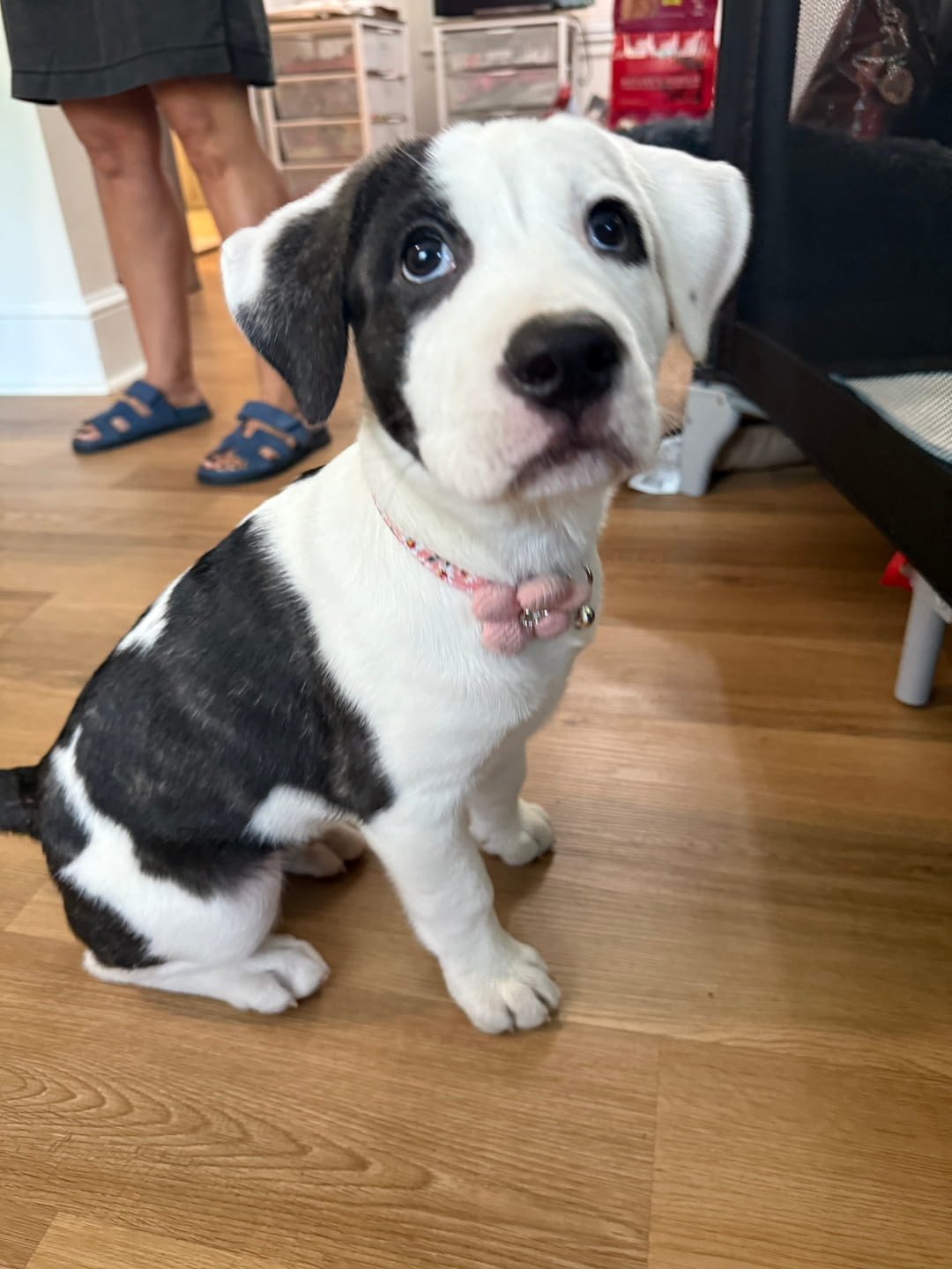 Cute dog with Flowers