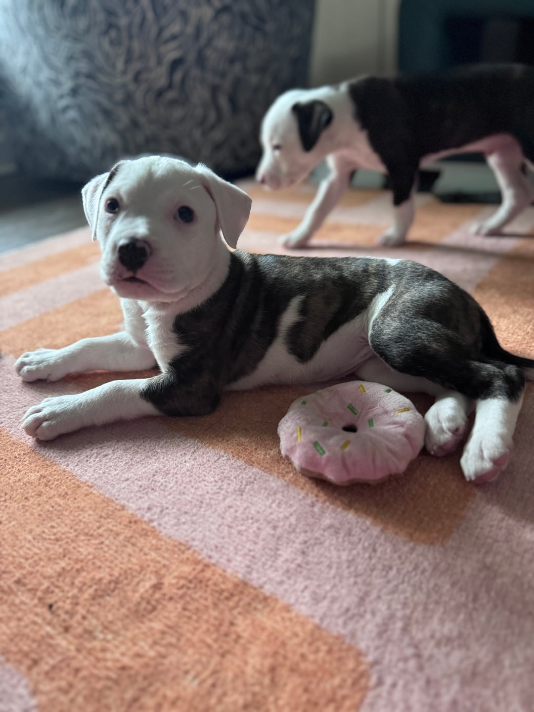Cute dog with Flowers