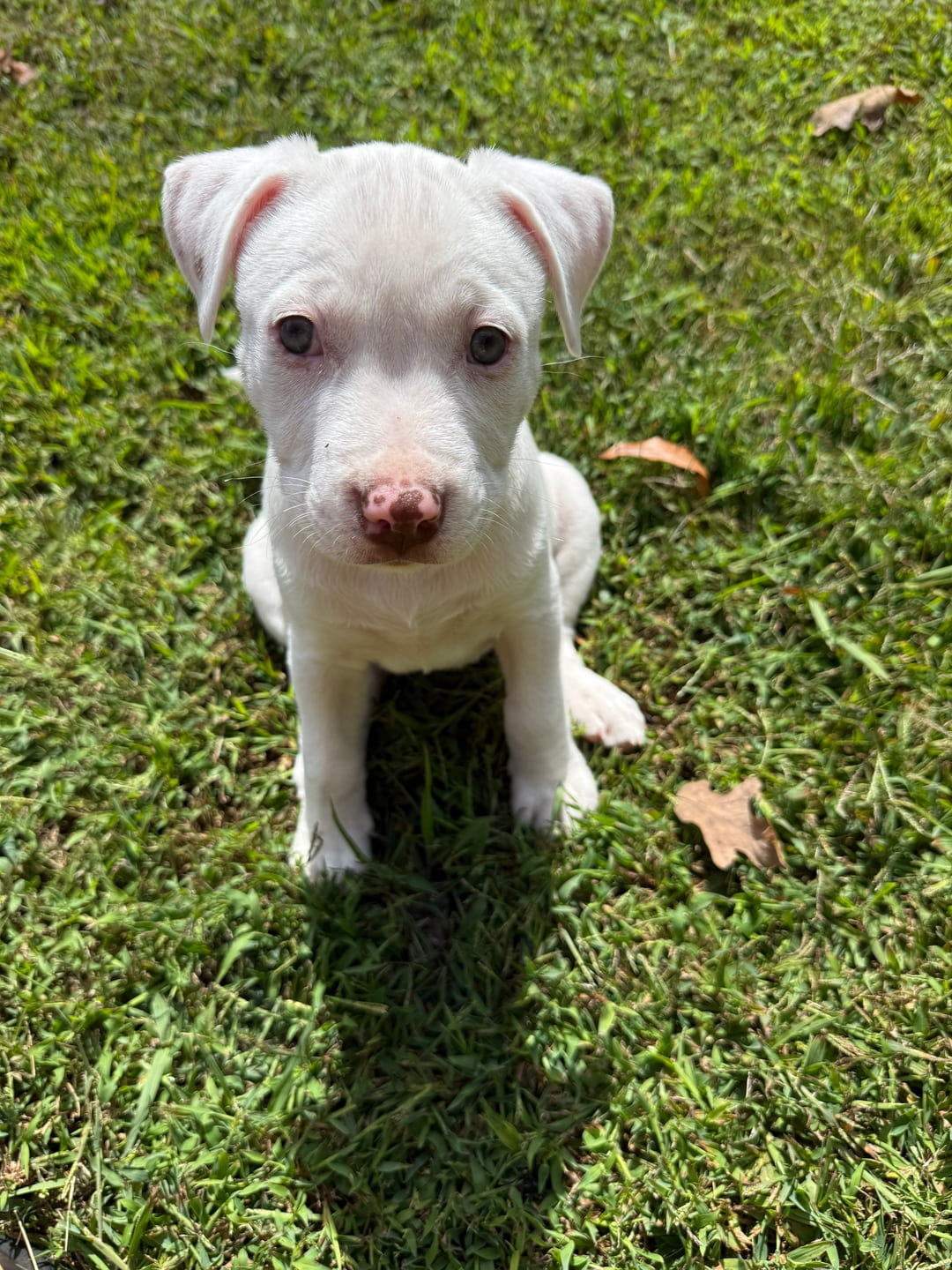 Cute dog with Flowers