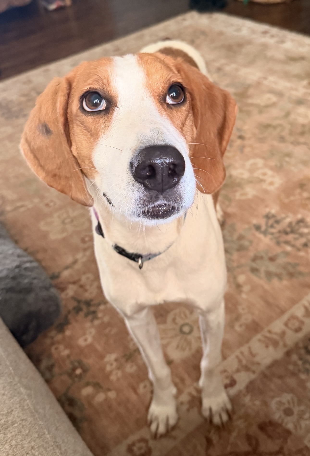 Little Annie