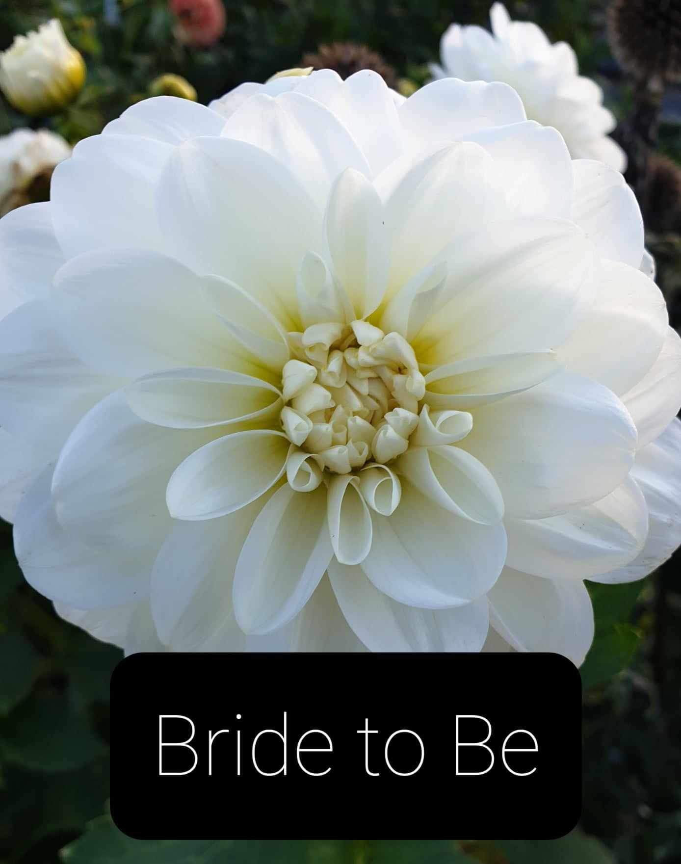 Bride to Be (COMING SOON)