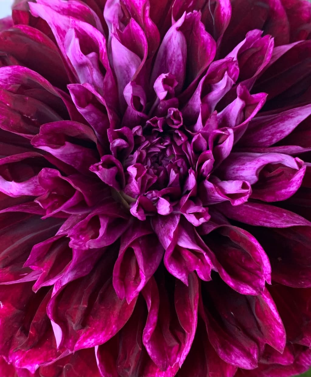 Crushed Velvet (COMING SOON)