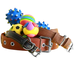 Two brown leather dog collars with metal buckles surrounded by colorful pet toys including balls and a textured blue rubber toy.