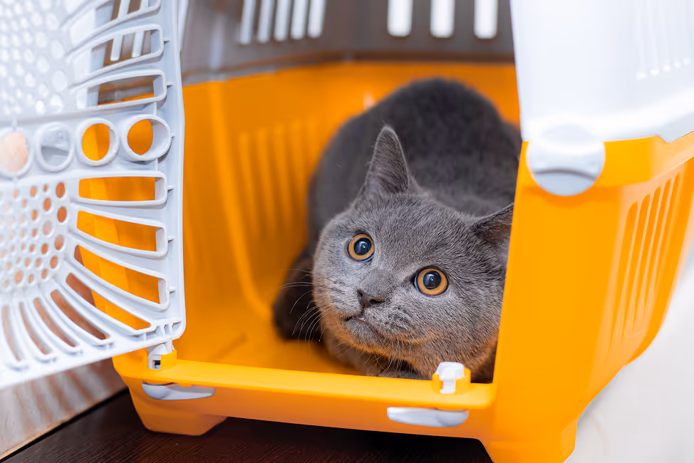 Gray cat with amber eyes sitting inside an open orange and white pet carrier.