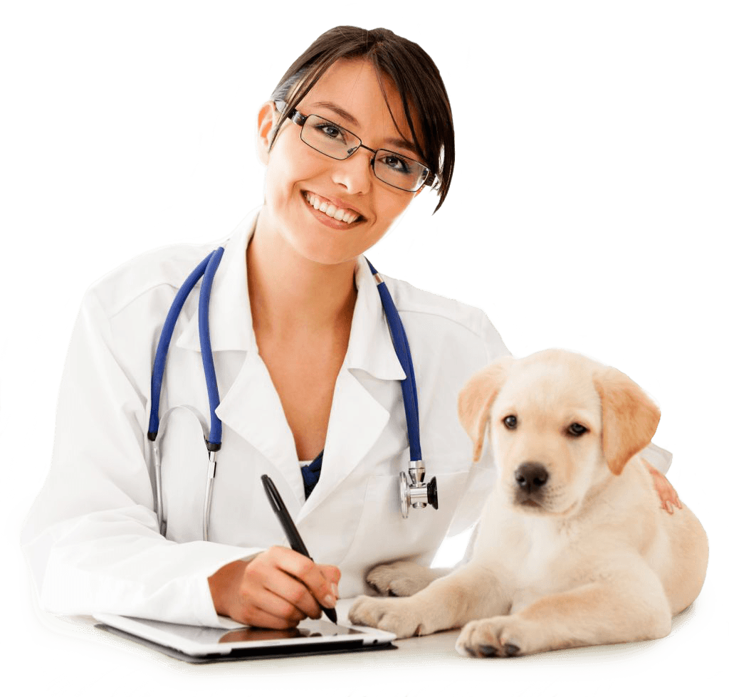 Support Pets doctor with dog