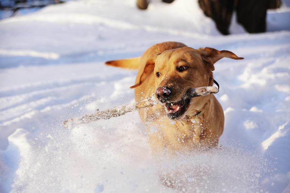 Frostbite in Pets: What Dog and Cat Owners Need to Know