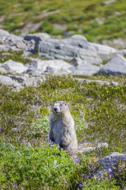 Marmot in the middle of a field
