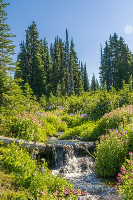 Small waterfall in the middle of a forest