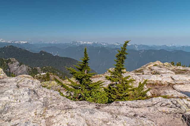 Two evergreen trees growing between rocks on a mountain