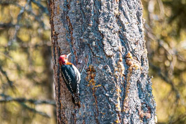 Red breasted sapsucker on a tree