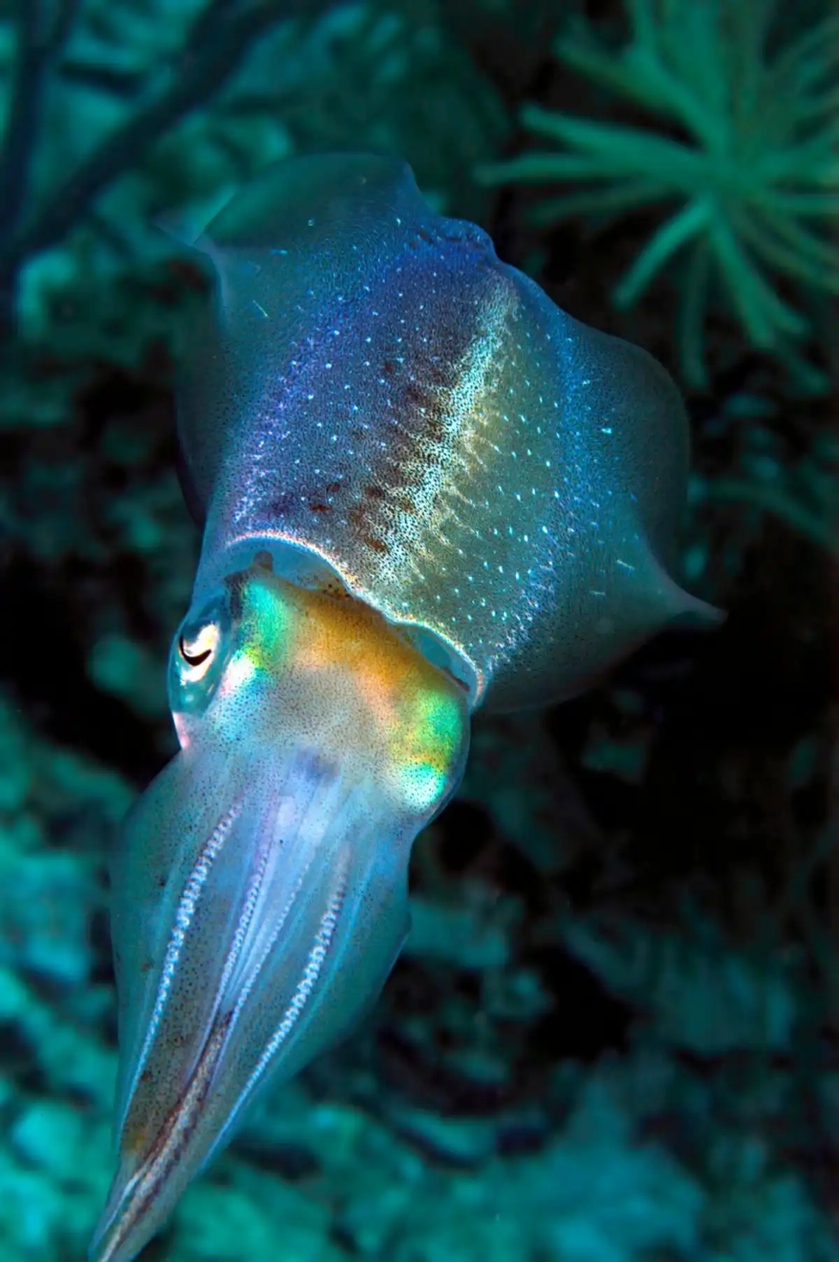 Cuttlefish: Masters of Camouflage & Color | OceanHero