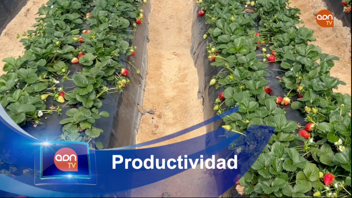 Tomates en invernadero