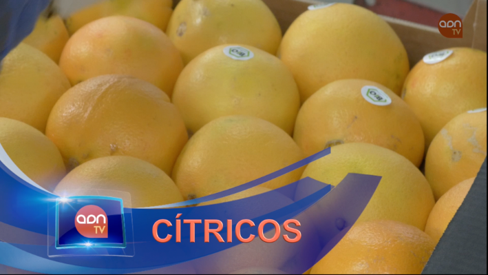 Tomates en invernadero