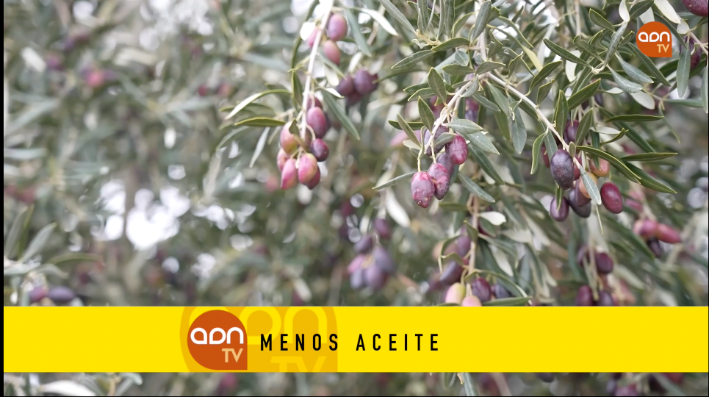 Tomates en invernadero