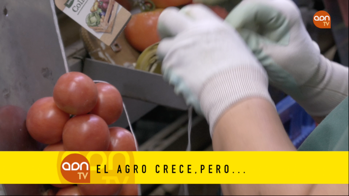 Tomates en invernadero