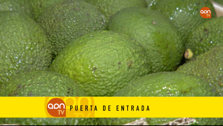 Tomates en invernadero