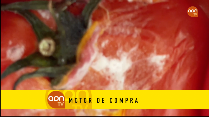 Tomates en invernadero