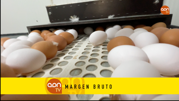 Tomates en invernadero