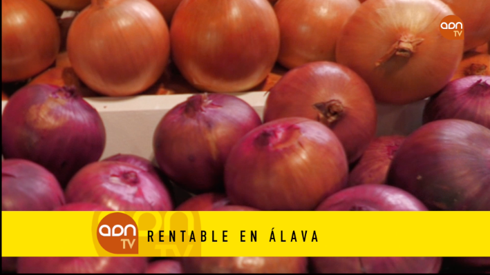 Tomates en invernadero