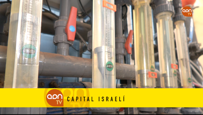 Tomates en invernadero