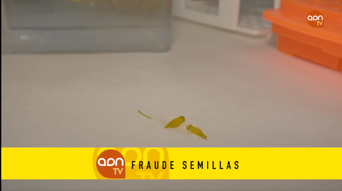 Tomates en invernadero