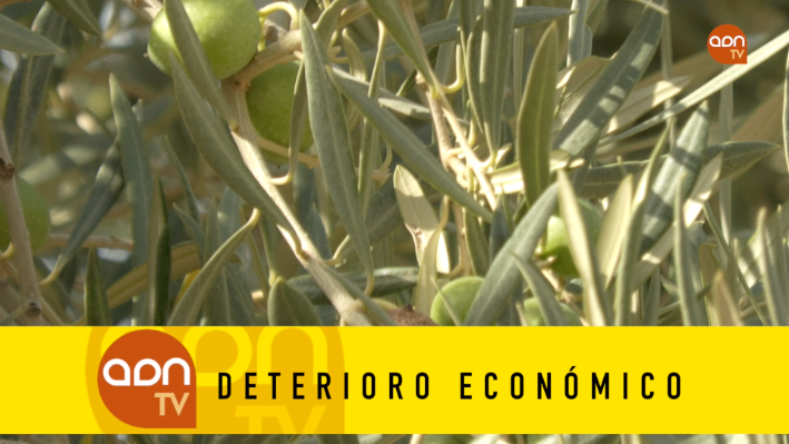 Tomates en invernadero