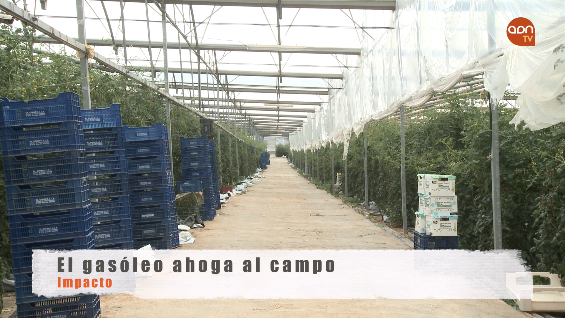 Tomates en invernadero
