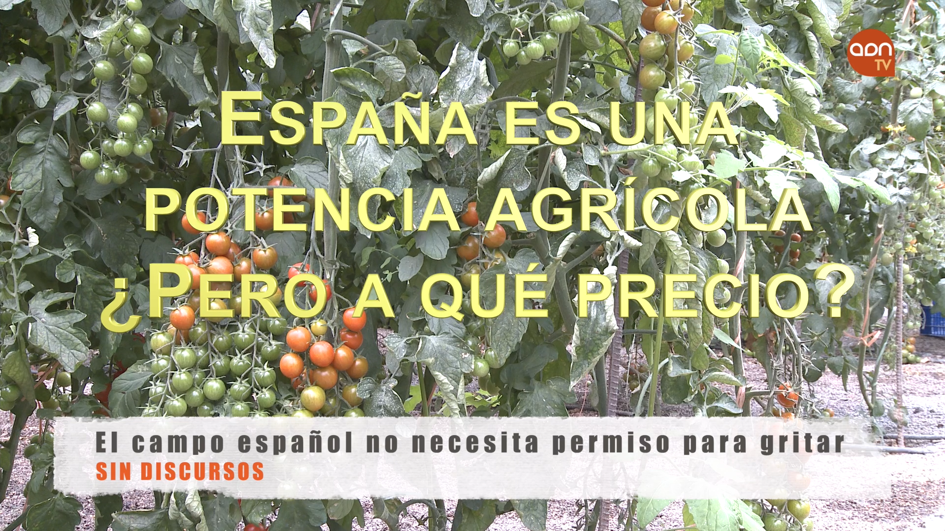 Tomates en invernadero