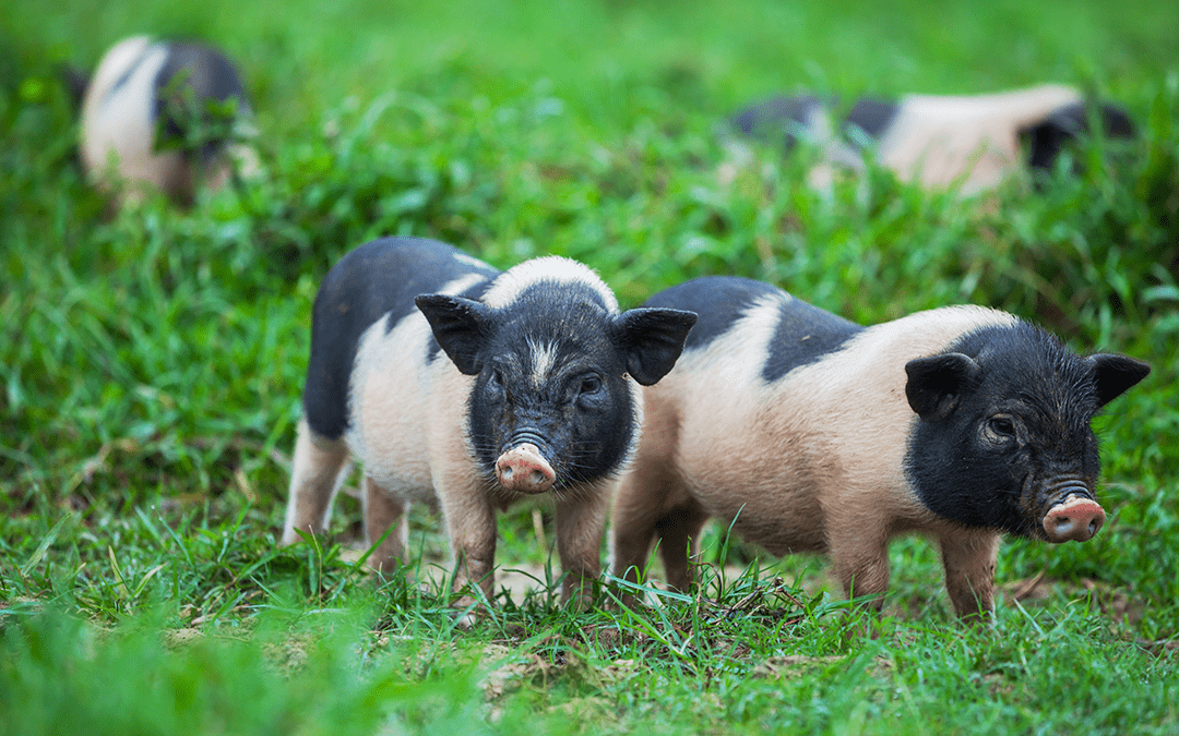 8 Unusual Legal Pets In California