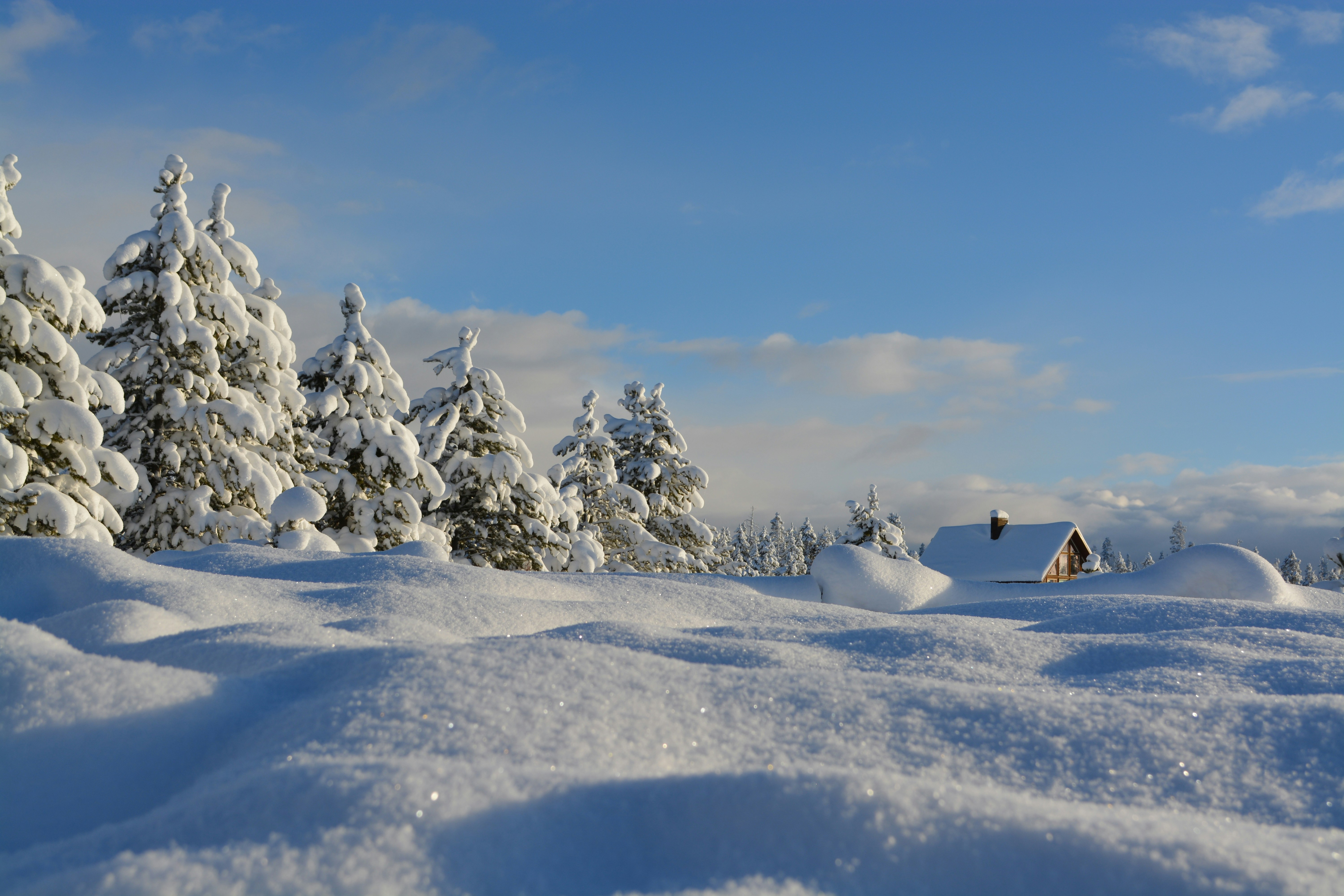 Frozen landscape