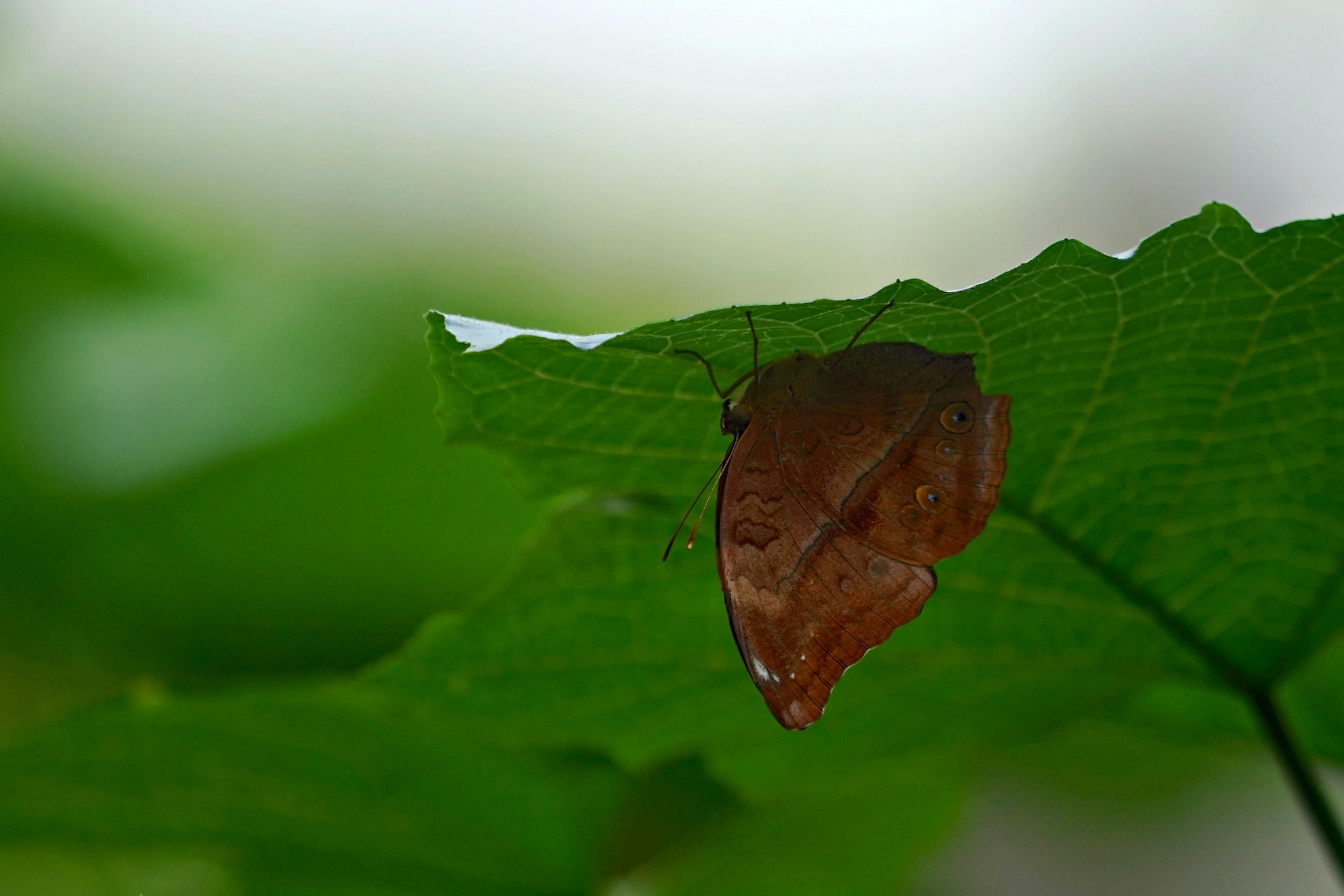 Endowus February 2026 Portfolio Performance Review